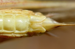 Platycleis intermedia