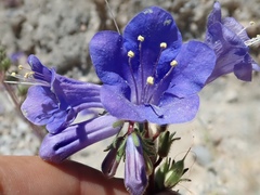 Phacelia campanularia