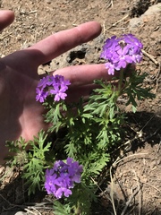 Glandularia wrightii