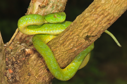March's Palm Pit Viper