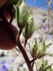 Phacelia campanularia