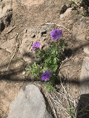 Glandularia wrightii