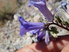 Phacelia campanularia