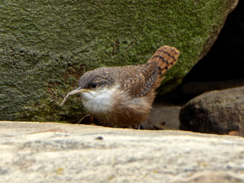 Canyon Wren