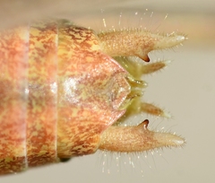 Platycleis intermedia