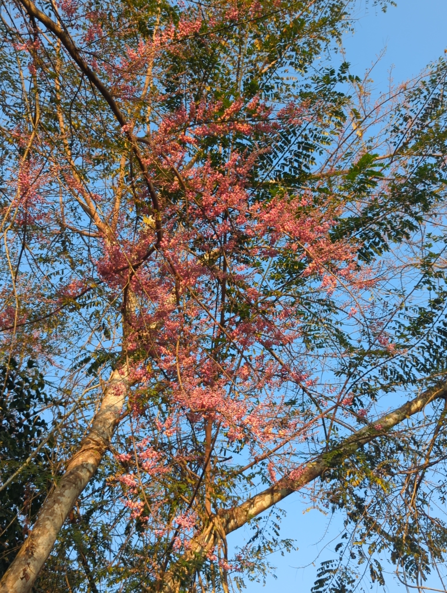 Imagem de Cássia-Rosa