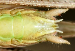 Platycleis intermedia