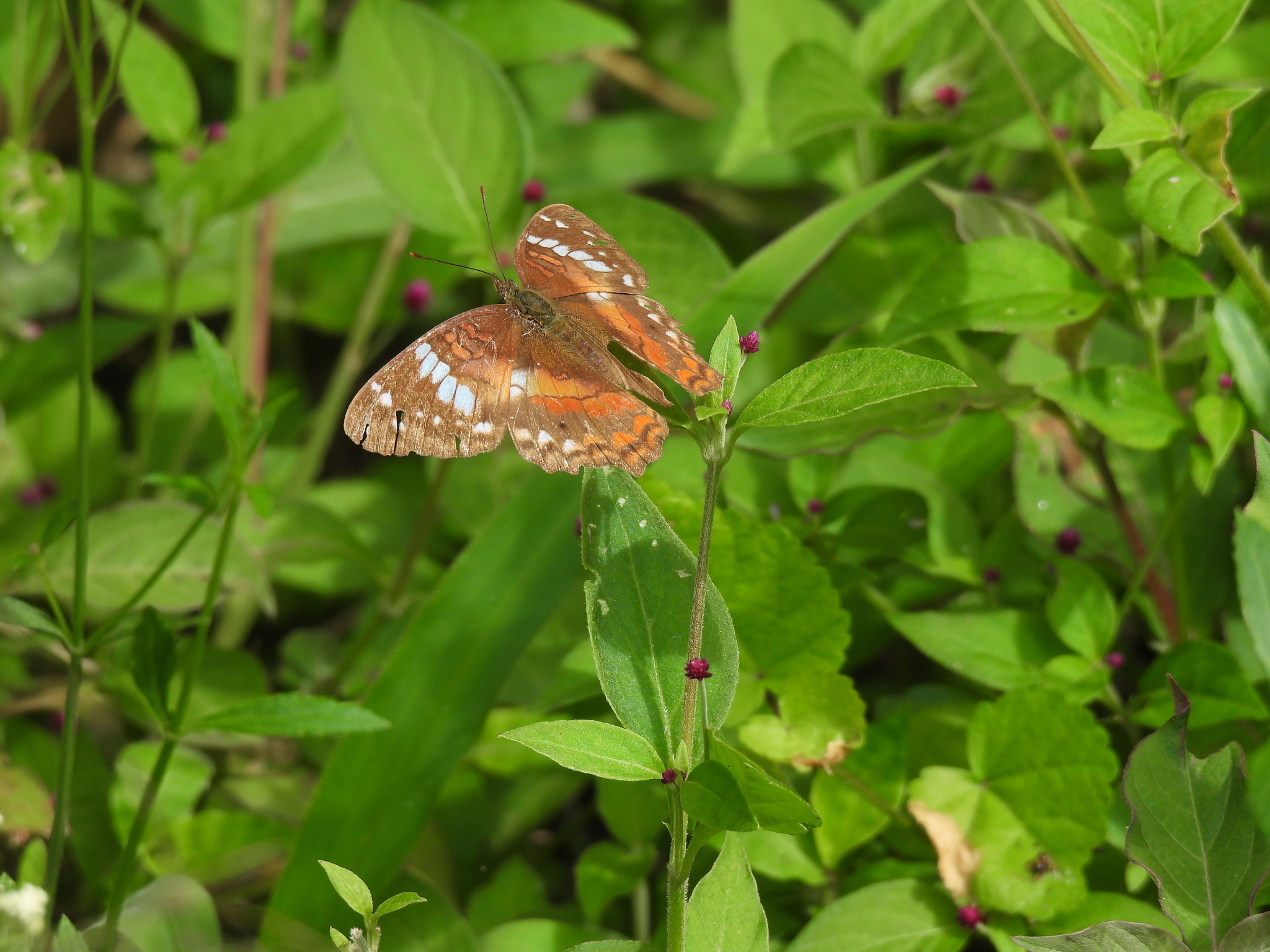 Anartia amathea image