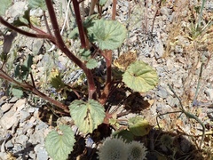 Phacelia campanularia