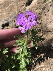 Glandularia wrightii