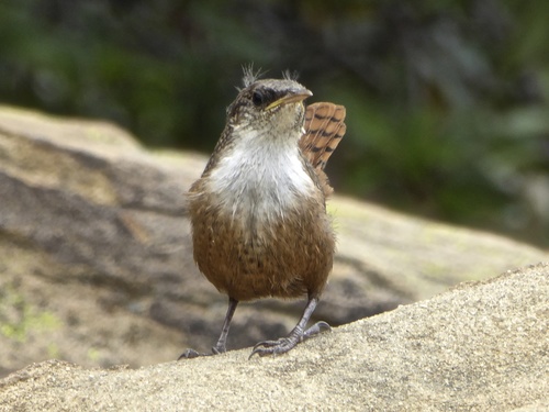Canyon Wren