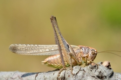 Platycleis intermedia