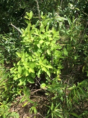 Lonicera involucrata