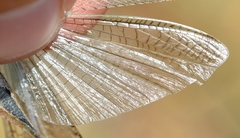 Platycleis intermedia