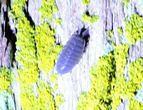 Common Rough Woodlouse