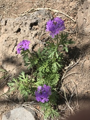 Glandularia wrightii