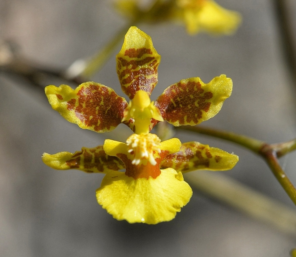 Oncidium leleui