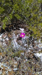 Echinocereus armatus