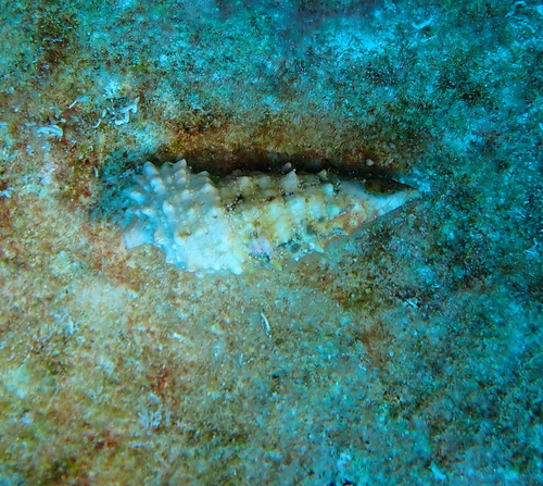 Cerithium observed 2024-03-22