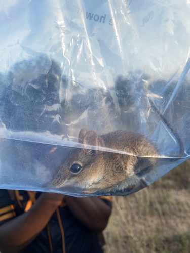 Short-snouted Sengi (Elephantulus brachyrhynchus)