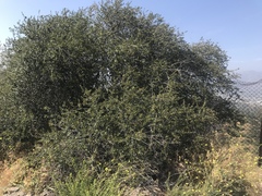 Ceanothus megacarpus