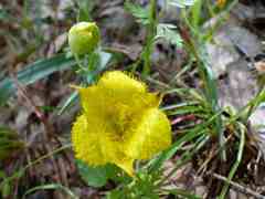 Calochortus monophyllus