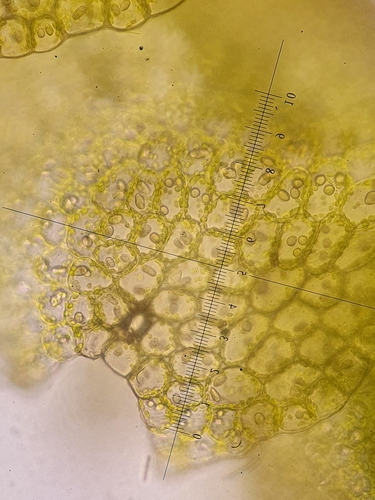Image of Mesoptychia badensis by no rights reserved