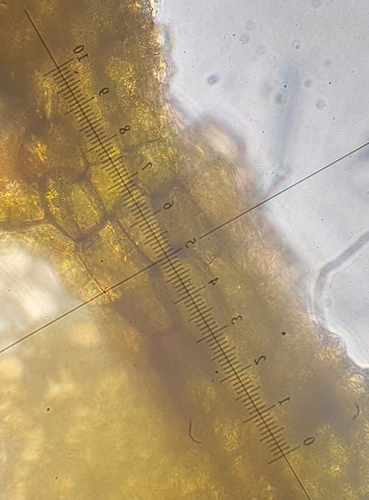 Image of Mesoptychia badensis by no rights reserved