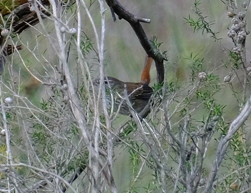 Chestnut-rumped Heathwren (Hylacola pyrrhopygia), photo 6