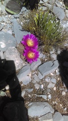 Echinocereus armatus
