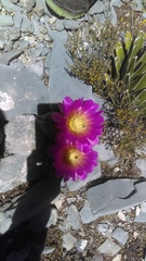 Echinocereus armatus