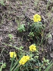 Erysimum franciscanum