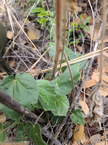 Image of Abutilon mollicomum by no rights reserved