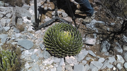 Queen Victoria Agave