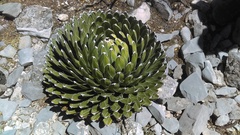 Agave victoriae-reginae