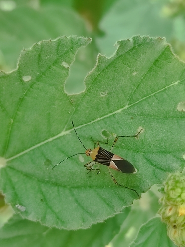 Hypselonotus fulvus