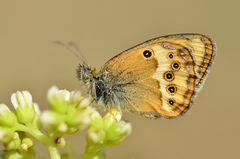 Coenonympha dorus