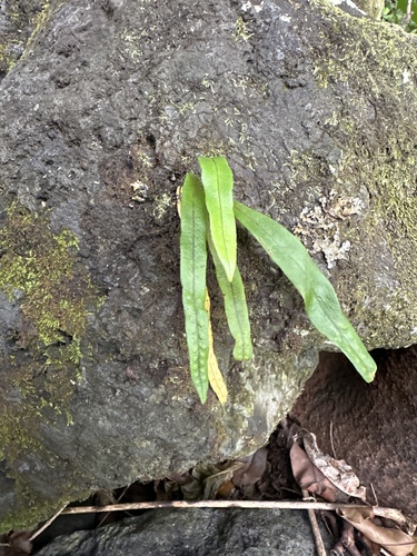 Lepisorus thunbergianus observed 2024-03-23