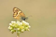 Coenonympha dorus