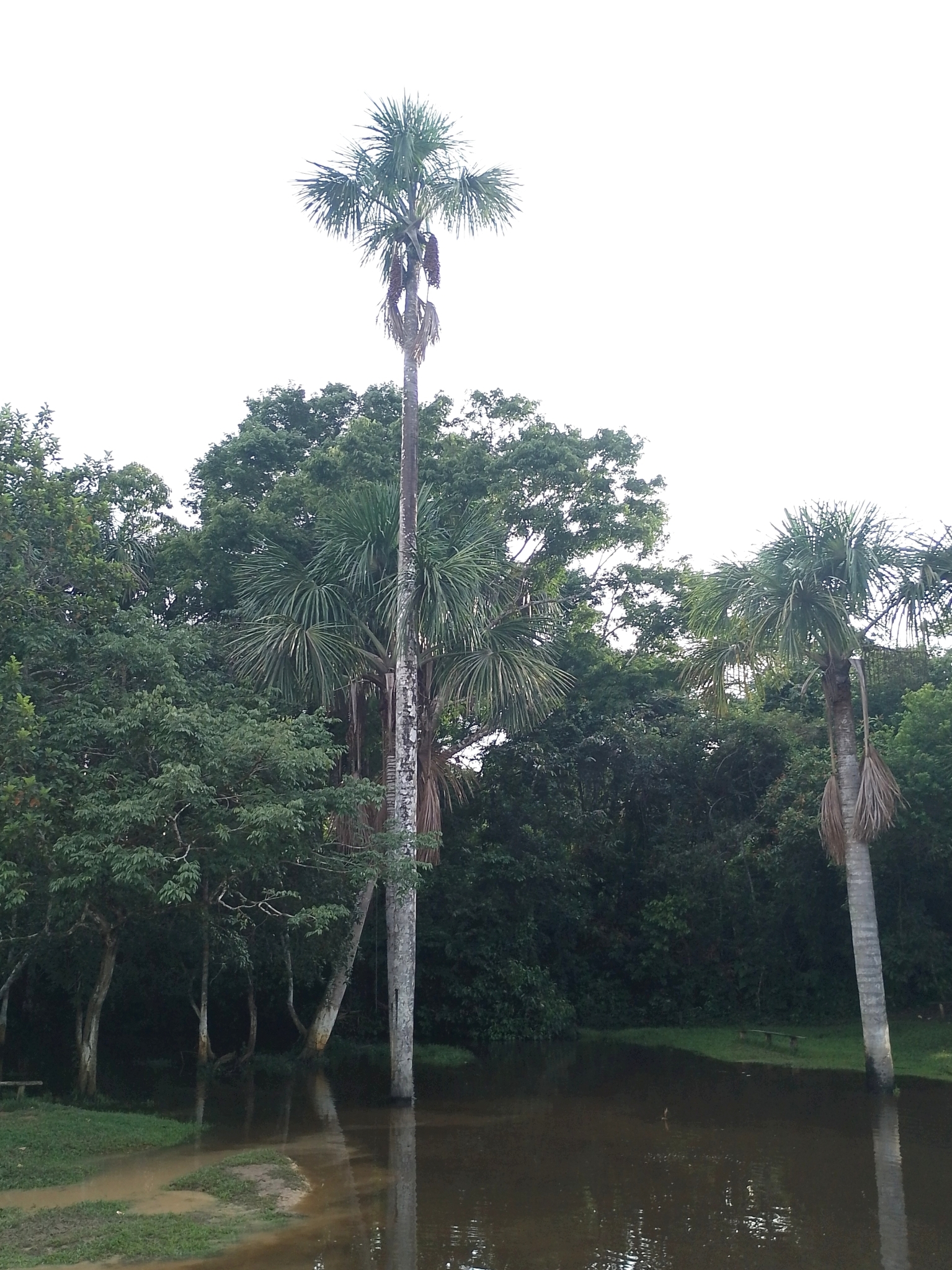 Mauritia flexuosa
