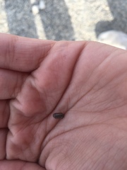 Armadillidium nasatum