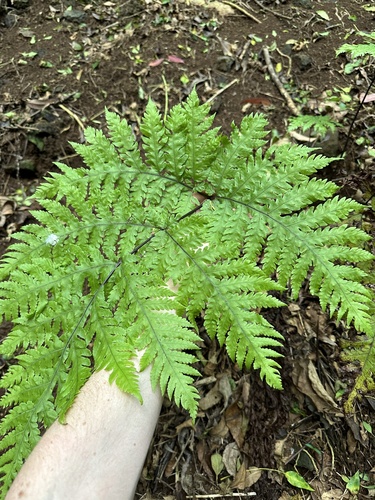 Tectaria gaudichaudii observed 2024-03-23