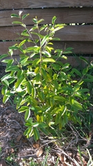 Capparis jamaicensis