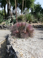 Agave stricta