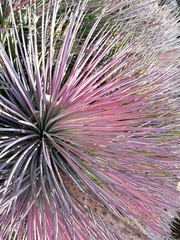 Agave stricta