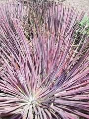 Agave stricta