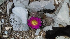Echinocereus armatus