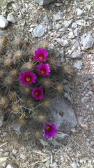 Echinocereus armatus
