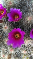 Echinocereus armatus