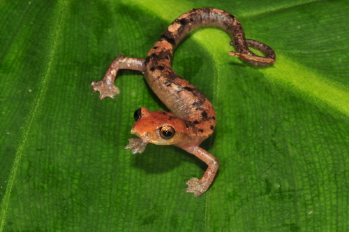 Mushroomtongue salamander, Bolitoglossa conanti